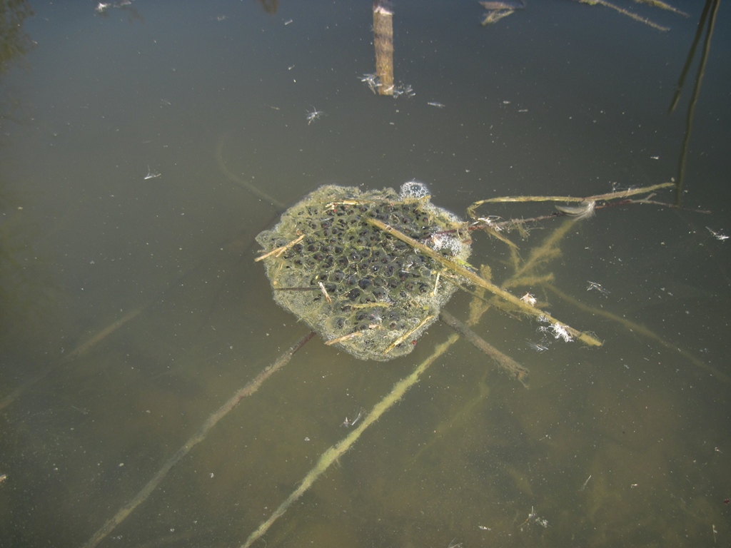 Fermento nei canali e stagni.